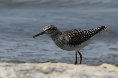 Tringa glareola