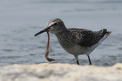 Tringa glareola