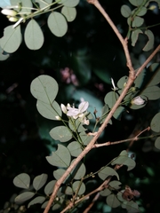 Indigofera micrantha