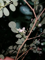 Indigofera micrantha
