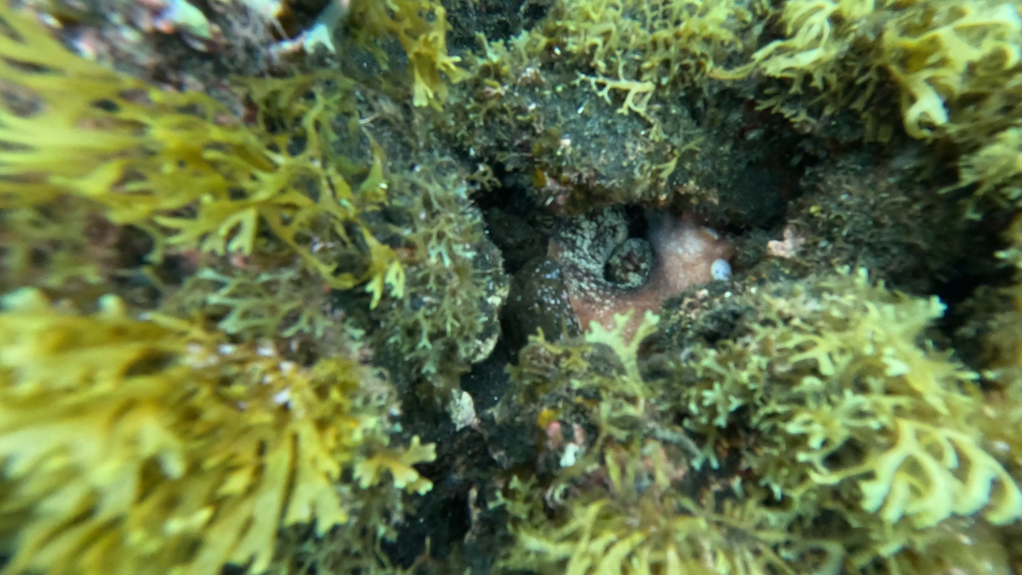 Pulpo de roca