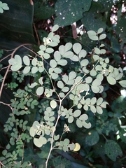 Indigofera micrantha