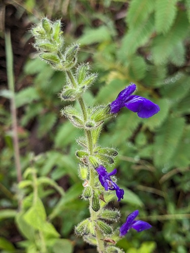 Blue Bush Sage (Salvia urica)
