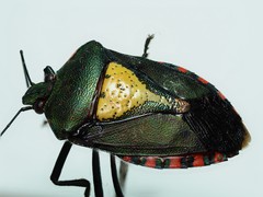 Halyomorpha scutellata