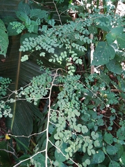 Indigofera micrantha