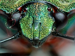 Halyomorpha scutellata