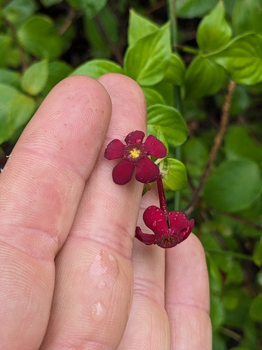 Rovaeanthus strigosus, photograph 3