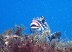 Goniistius rubrolabiatus