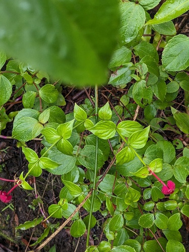 Rovaeanthus strigosus, photograph 5