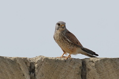 Falco tinnunculus