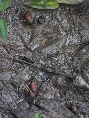 Minuca ecuadoriensis