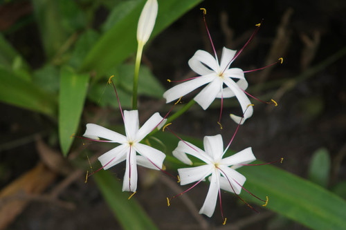 Crinum kunthianum