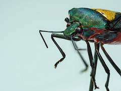 Halyomorpha scutellata
