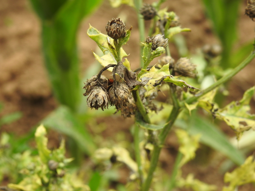 Russet mite