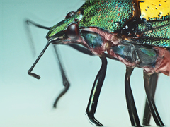 Halyomorpha scutellata