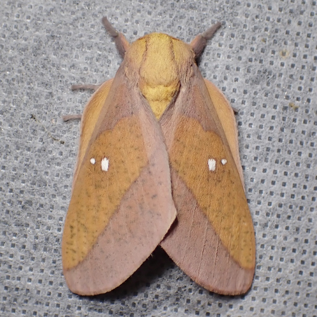 Syssphinx montana