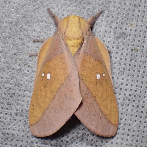 Syssphinx montana