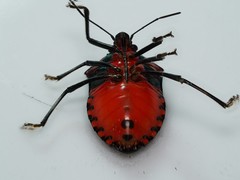 Halyomorpha scutellata