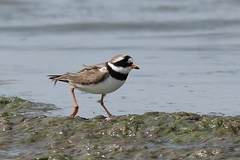 Charadrius hiaticula