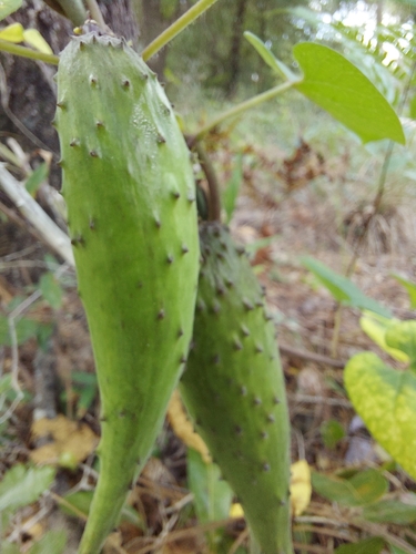 Image of Matelea floridana by (c) Athena Philips, some rights reserved (CC BY)