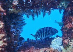 Goniistius rubrolabiatus