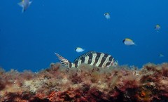 Goniistius rubrolabiatus