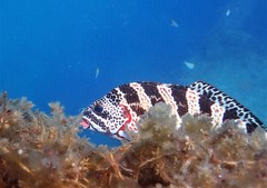 Goniistius rubrolabiatus