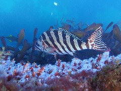 Goniistius rubrolabiatus