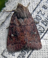 Pseudorthodes vecors