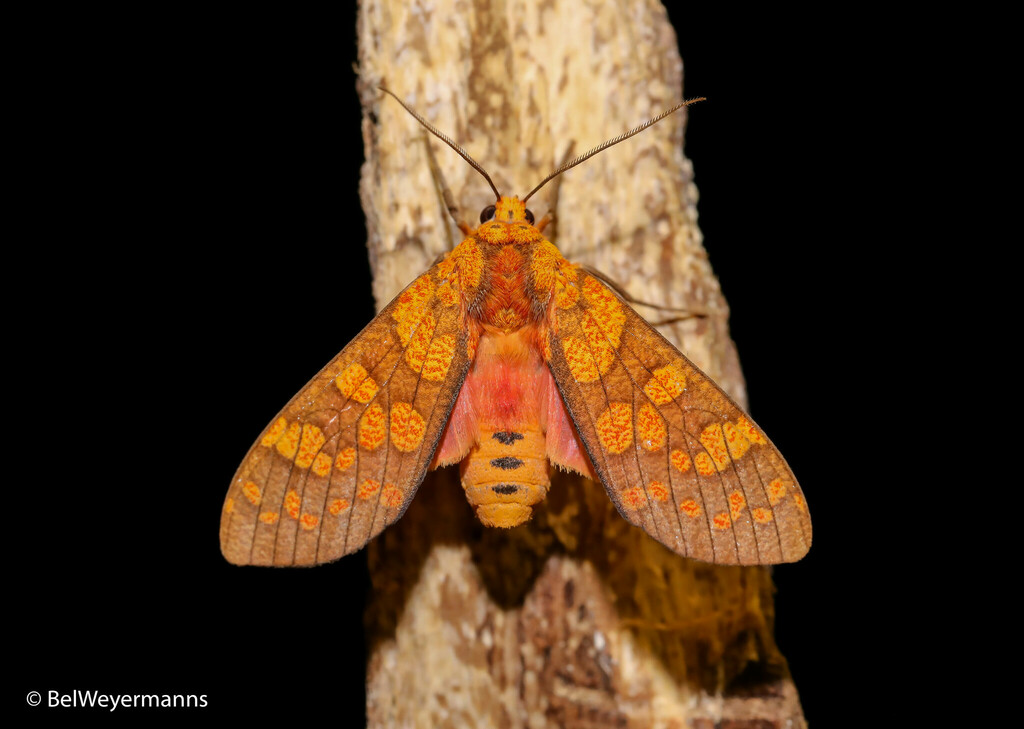 Elysius pyrosticta