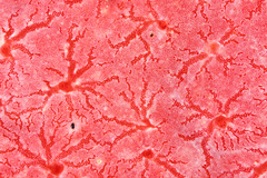 Monanchora arbuscula