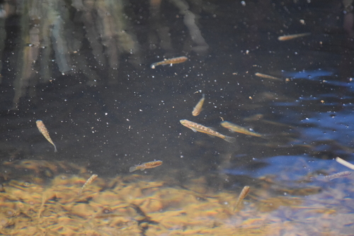Orestias elegans