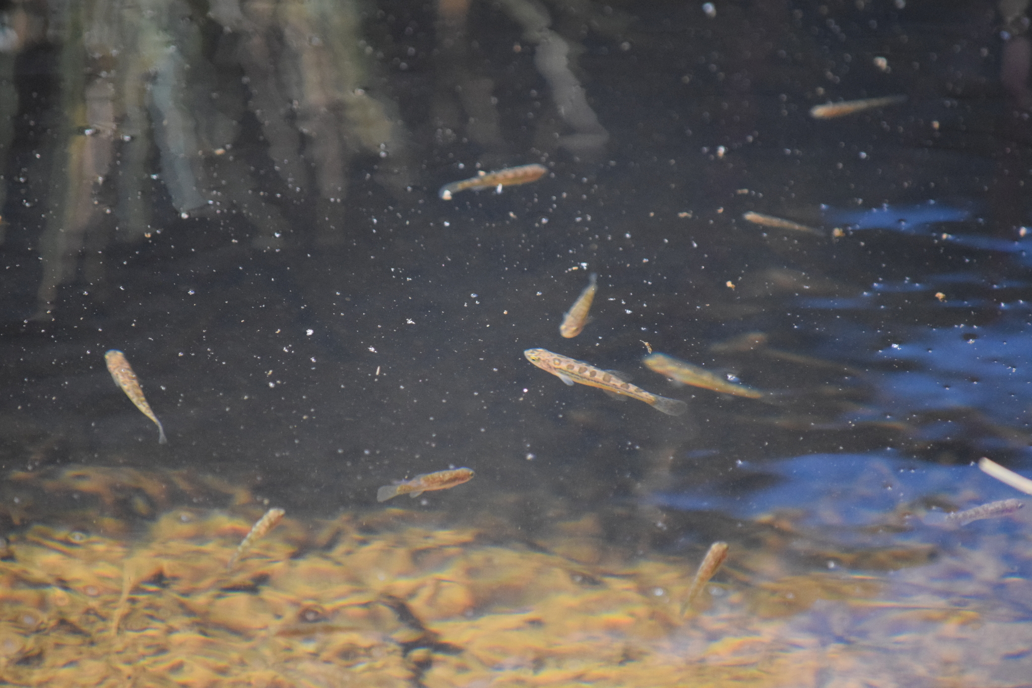 Orestias elegans