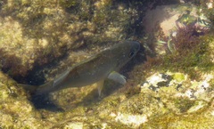 Olive Grunt photo 4