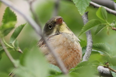 Emberiza hortulana
