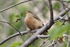 Emberiza hortulana