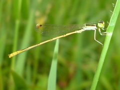 Ischnura hastata image
