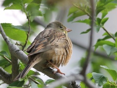 Emberiza hortulana