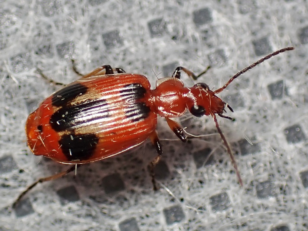 Lebia histrionica