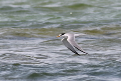 Sternula albifrons