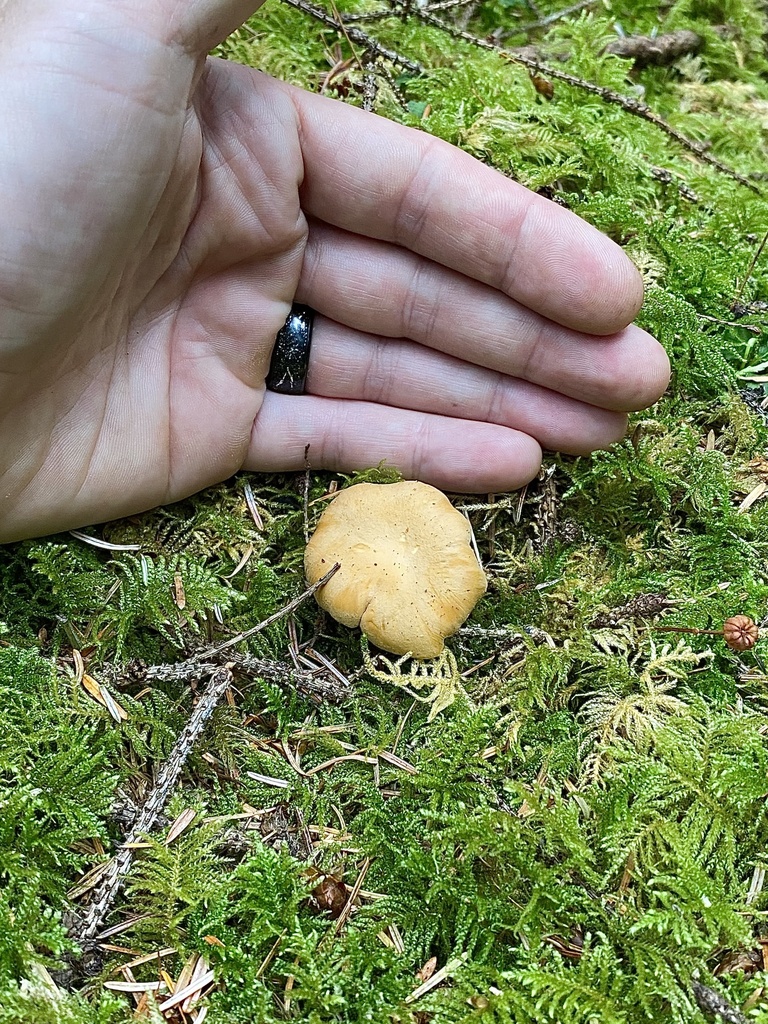 Pacific Golden Chanterelle from SR109, Pacific Beach, WA, US on August