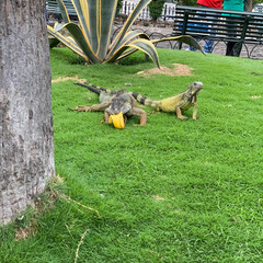 Iguana iguana