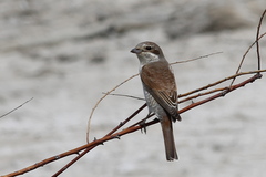 Lanius collurio