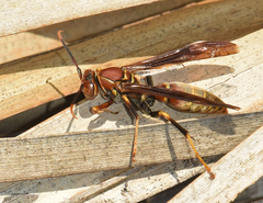 Polistes bahamensis