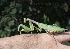 Hierodula transcaucasica