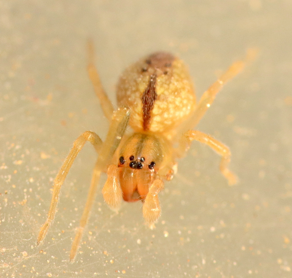 Long-legged Sac Spiders
