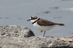 Charadrius dubius