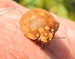 Steganocerus multipunctatus