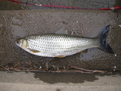 Squaliobarbus curriculus