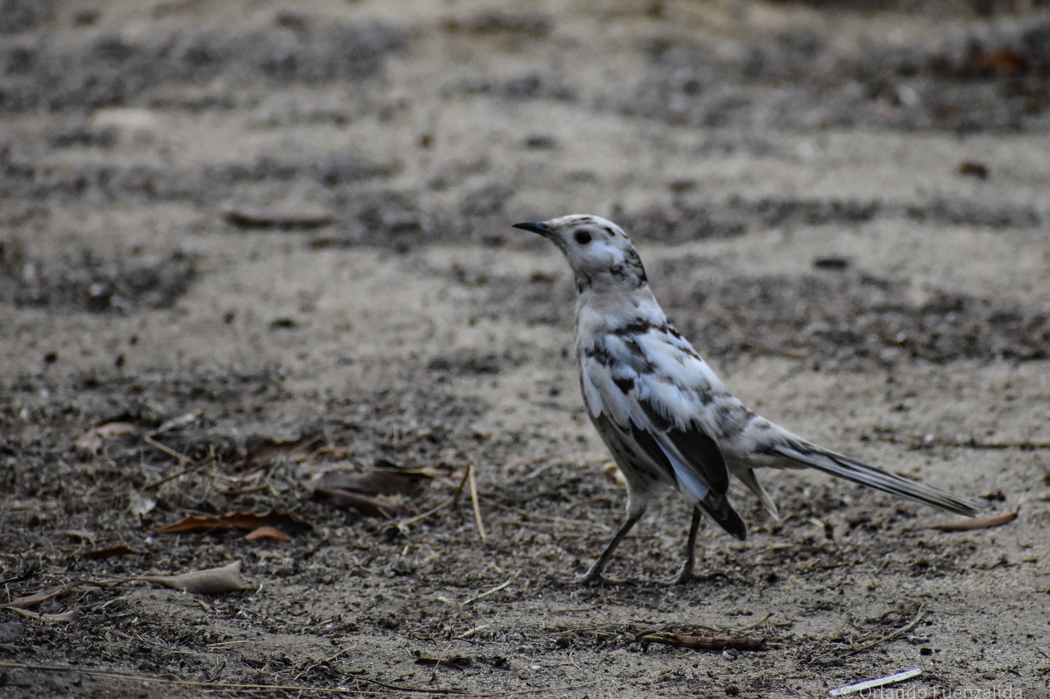 Chilean Mockingbird illustration